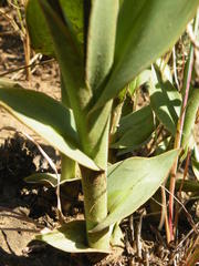 Chlorophytum trichophlebium