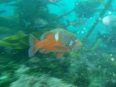 Chrysoblephus laticeps