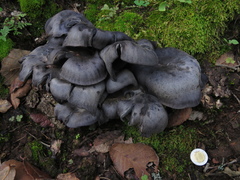 Omphalotus mexicanus