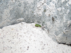 Diabrotica porracea