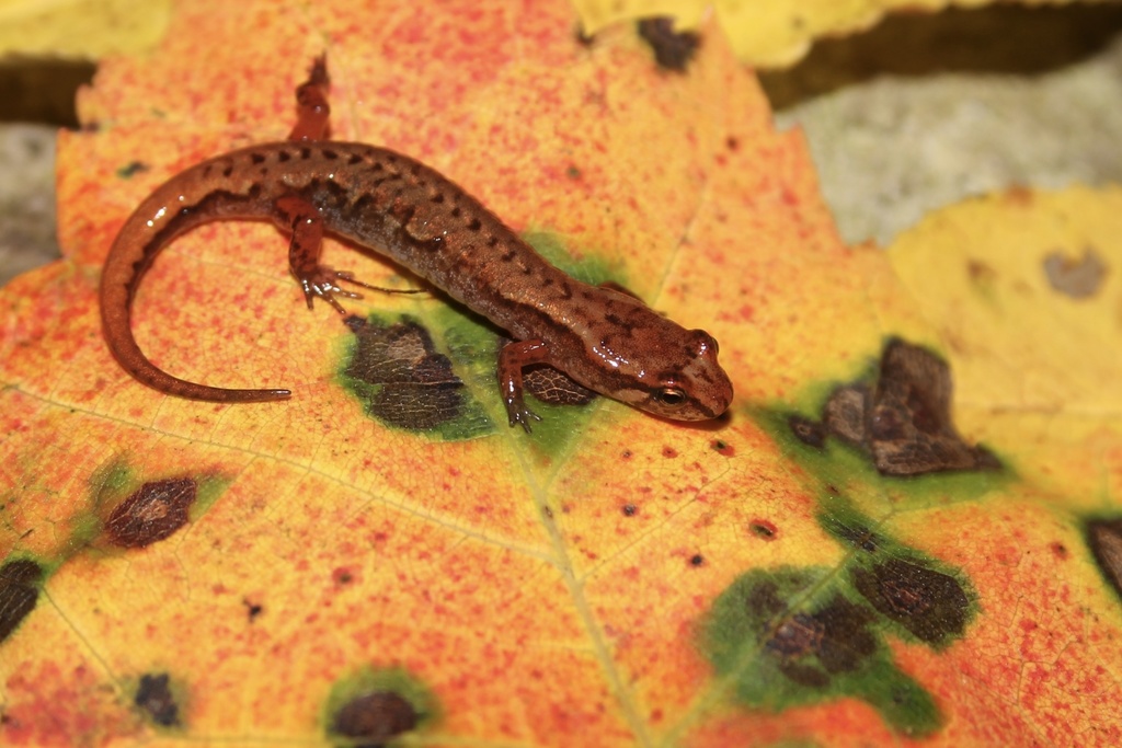 Northern Pygmy Salamander
