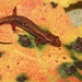 Northern Pygmy Salamander - Photo (c) Ty Smith, some rights reserved (CC BY-NC), uploaded by Ty Smith