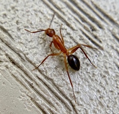 Camponotus inaequalis