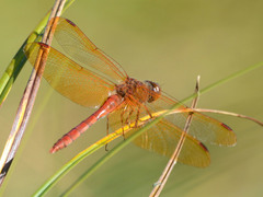 Sympetrum croceolum