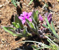 Raphionacme hirsuta