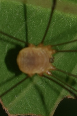 Leiobunum bracchiolum
