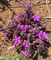 Raphionacme hirsuta