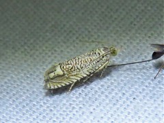 Eucosma argutipunctana