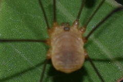 Leiobunum bracchiolum