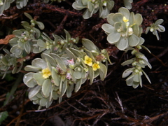 Thymelaea tartonraira