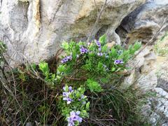 Psoralea obliqua