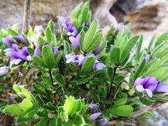 Psoralea obliqua