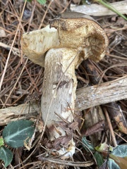 Retiboletus vinaceipes
