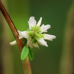 Melilotus albus