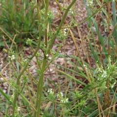 Melilotus albus