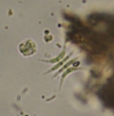Tetradesmus