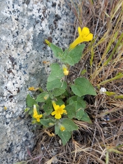 Erythranthe floribunda
