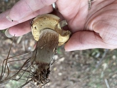 Retiboletus vinaceipes