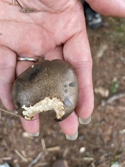 Retiboletus vinaceipes
