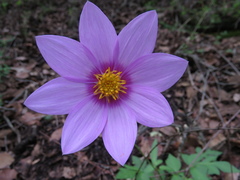 Dahlia sherffii