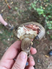 Retiboletus vinaceipes