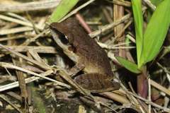 Pristimantis achatinus