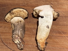 Retiboletus vinaceipes