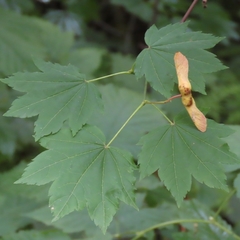 Acer circinatum