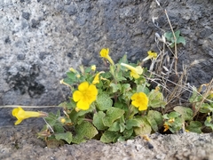 Erythranthe floribunda