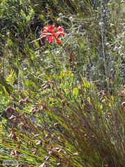 Aeropetes tulbaghia