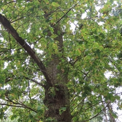 Quercus robur