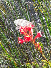 Aeropetes tulbaghia