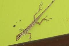 Anolis peraccae