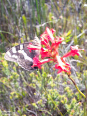 Aeropetes tulbaghia