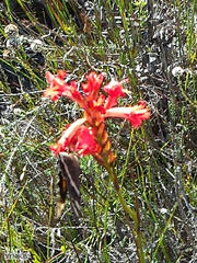 Aeropetes tulbaghia