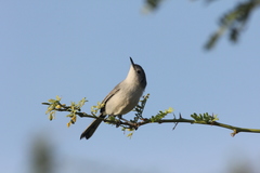 Polioptila lembeyei