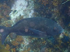 Pachymetopon blochii