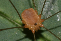 Leiobunum bracchiolum
