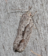 Agriophara leptosemela