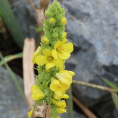 Verbascum thapsus