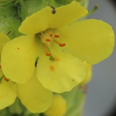 Verbascum thapsus