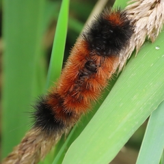 Pyrrharctia isabella