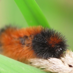 Pyrrharctia isabella