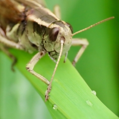 Melanoplus bivittatus