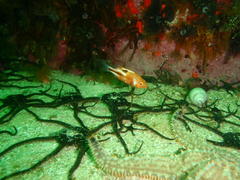 Chrysoblephus laticeps