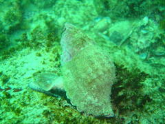 Tonnoidea