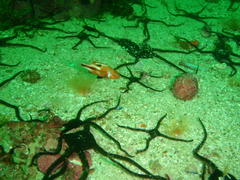 Chrysoblephus laticeps