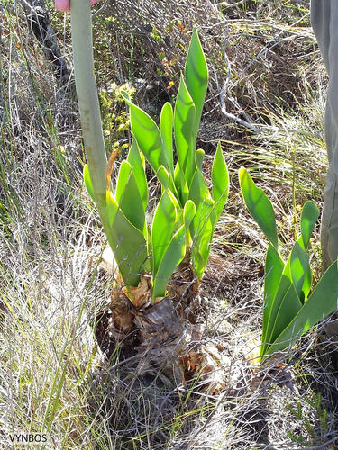 Cyrtanthus carneus