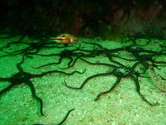 Chrysoblephus laticeps