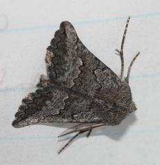 Drepanogynis interscripta